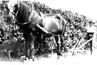 cheval_pallez_r