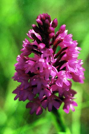 orchide