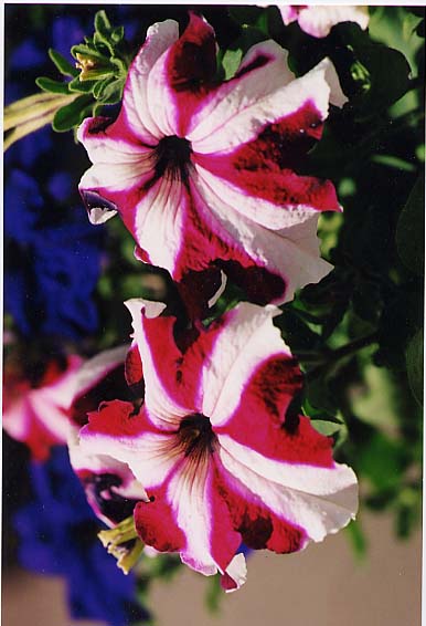 petunia